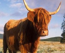 Highland Cow