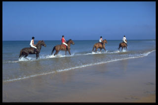 Horses on the beach