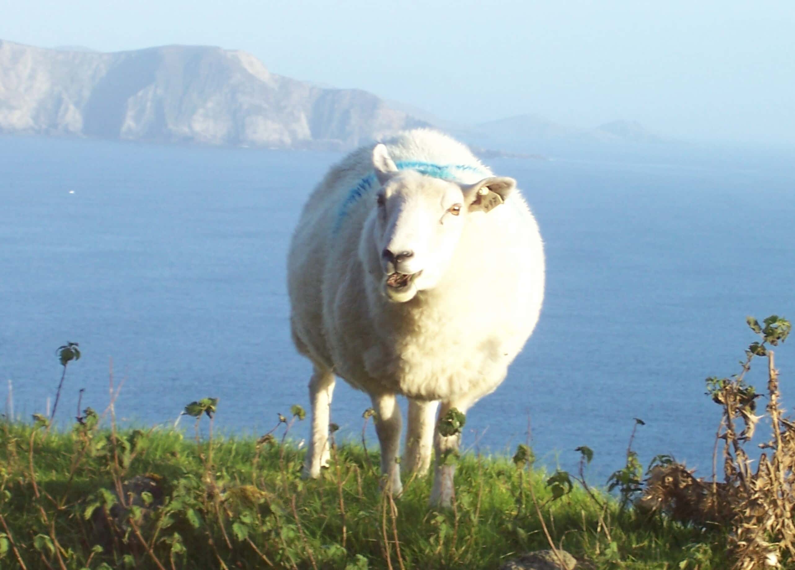 Sheep in Ireland